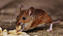 pest-proofing-and-structural-hardening Experts in Hon